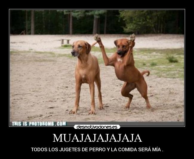 MUAJAJAJAJAJA - TODOS LOS JUGETES DE PERRO Y LA COMIDA SERÁ MÍA .