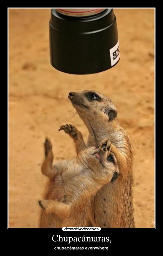 Chupacámaras, - chupacámaras everywhere.