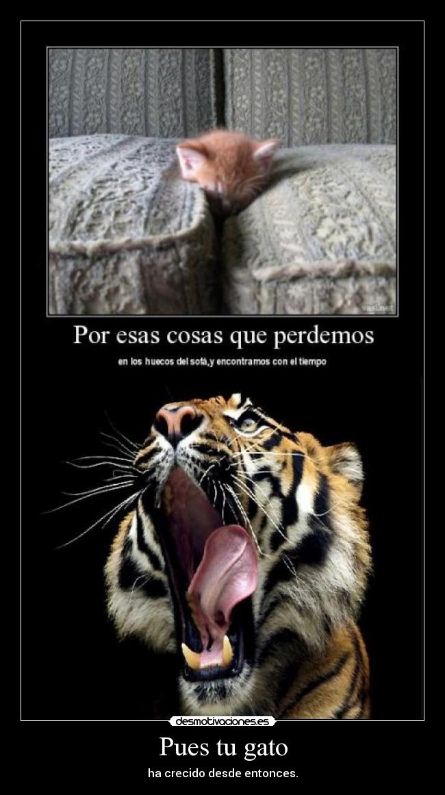 Pues tu gato -