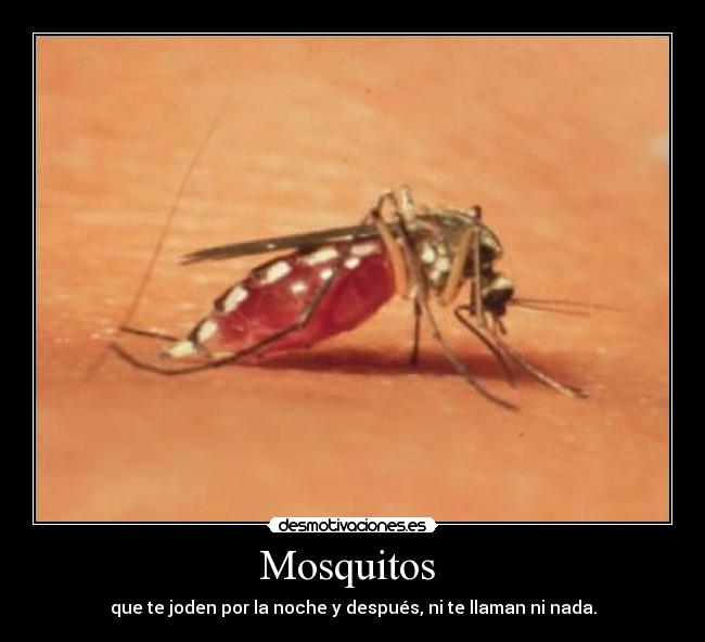 Mosquitos - que te joden por la noche y después, ni te llaman ni nada.