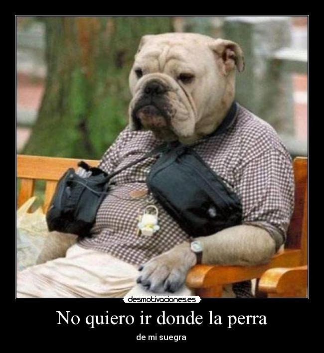 No quiero ir donde la perra - 