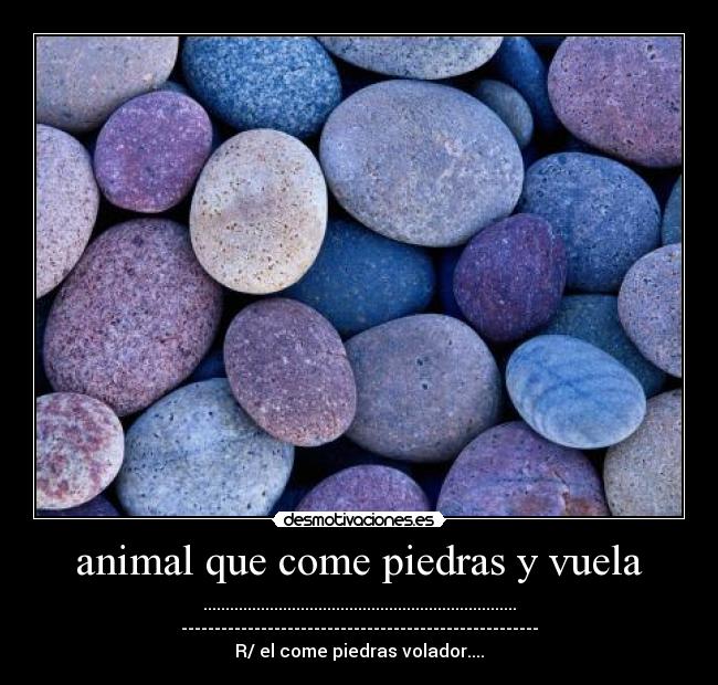 animal que come piedras y vuela - 
