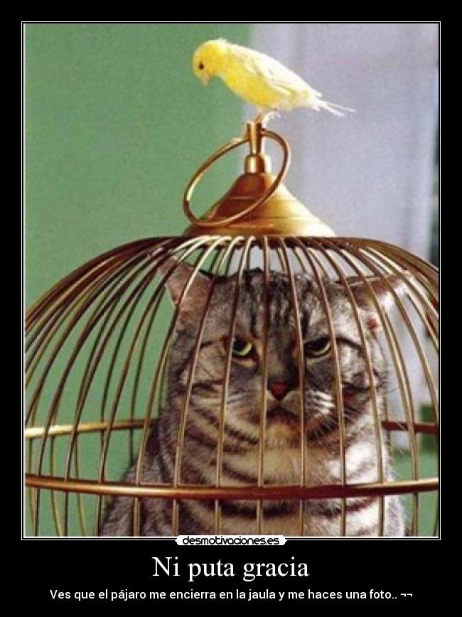 Ni puta gracia - Ves que el pájaro me encierra en la jaula y me haces una foto.. ¬¬