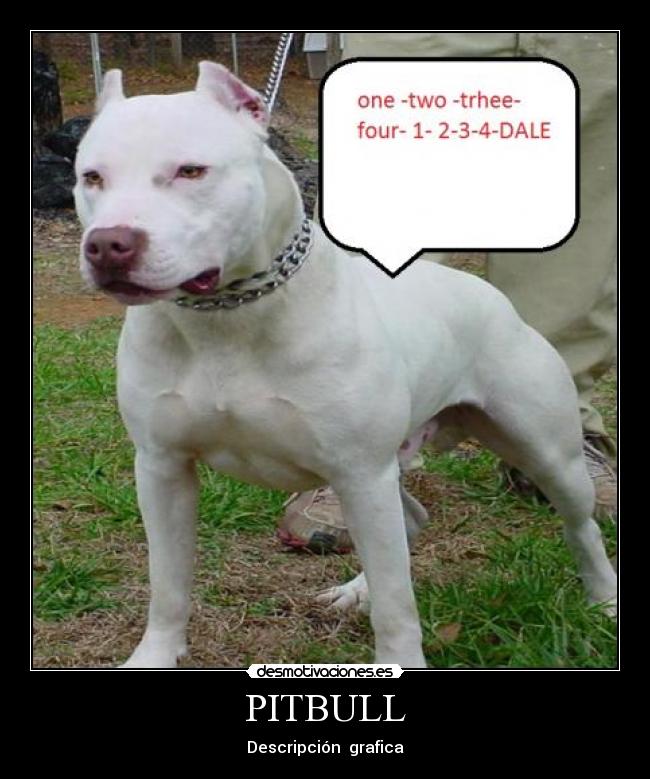 PITBULL - 