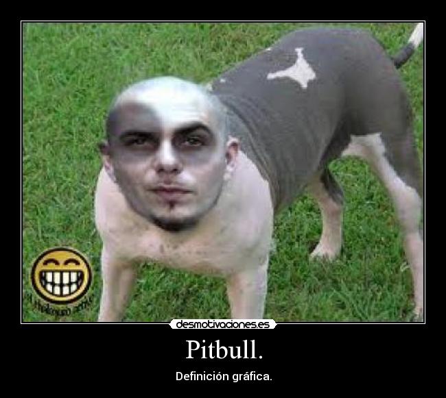 Pitbull. - Definición gráfica.