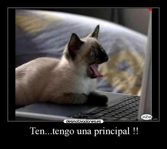 carteles gatito principal desmotivaciones