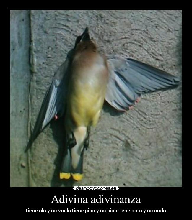 Adivina adivinanza - tiene ala y no vuela tiene pico y no pica tiene pata y no anda