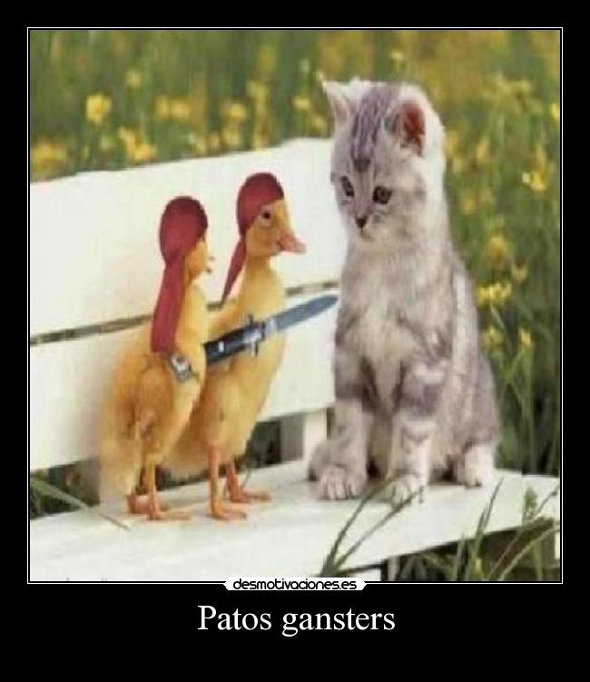 Patos gansters - 