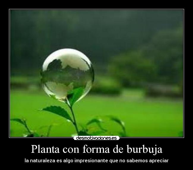 Planta con forma de burbuja - la naturaleza es algo impresionante que no sabemos apreciar