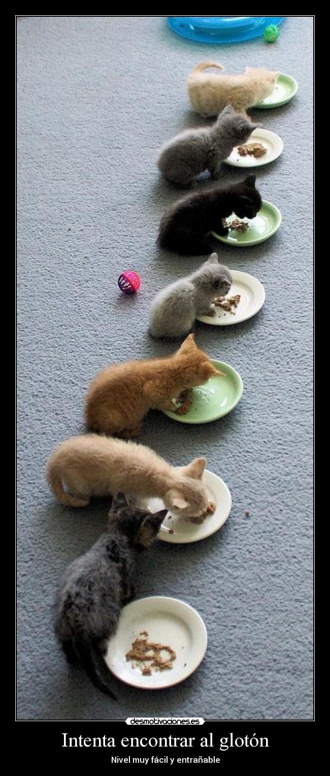 carteles ohhhhh que lindos gatitos desmotivaciones