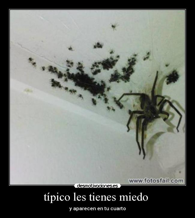 típico les tienes miedo -