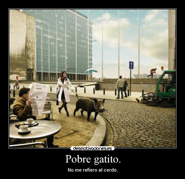 Pobre gatito. - No me refiero al cerdo.
