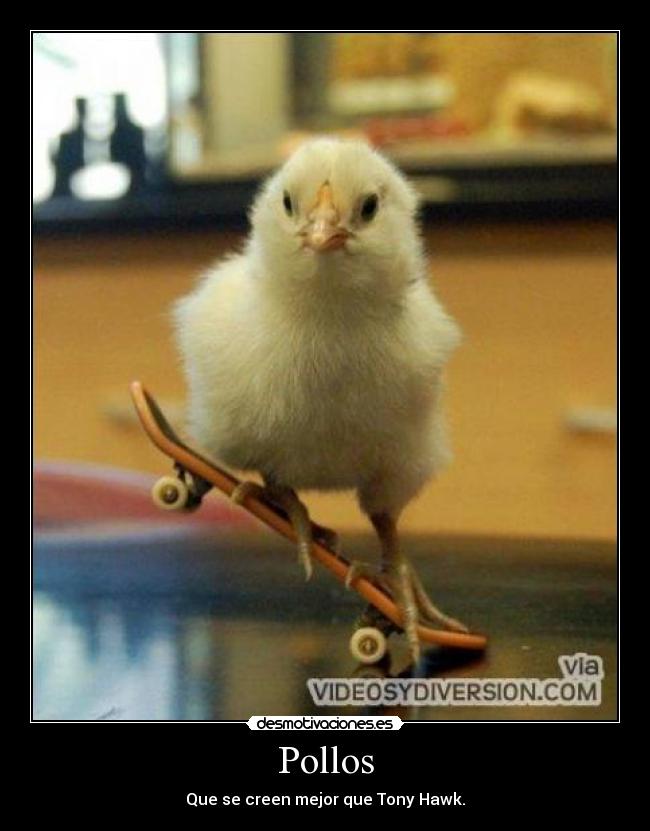 Pollos -
