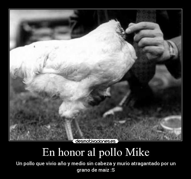 carteles pollo mike desmotivaciones