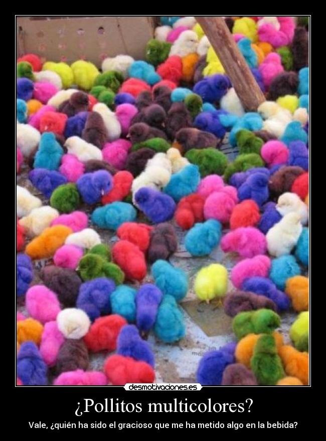 ¿Pollitos multicolores? - 