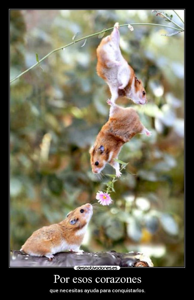 Por esos corazones - 