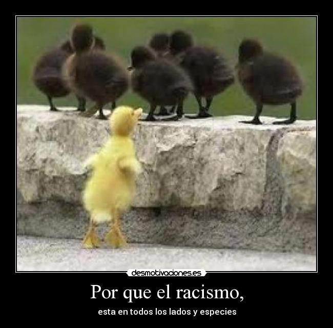 Por que el racismo, -