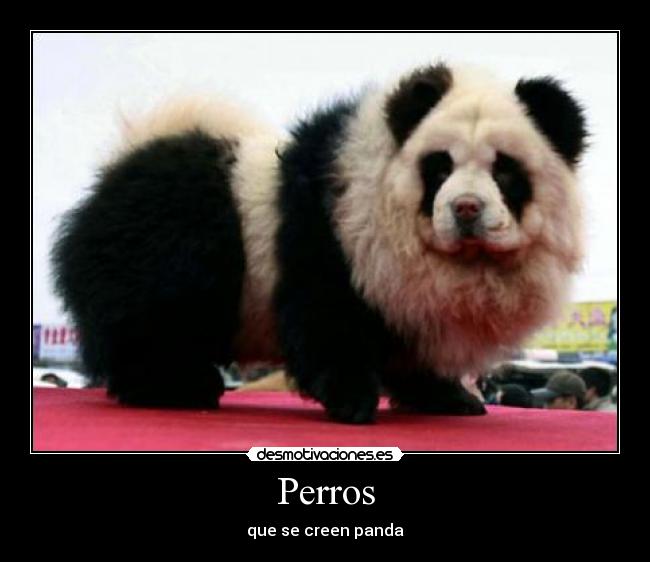 Perros -