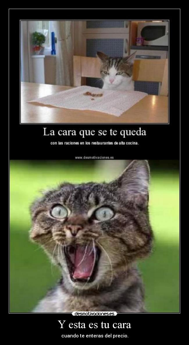 carteles gatos perros animales precio dinero alta cocina cara estafa desmotivaciones
