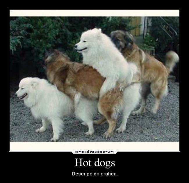 Hot dogs - 