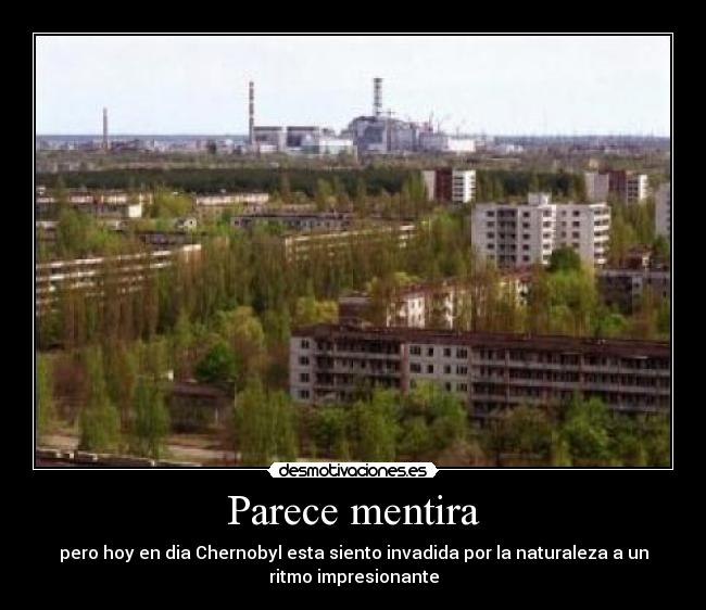 Parece mentira - pero hoy en dia Chernobyl esta siento invadida por la naturaleza a un
ritmo impresionante