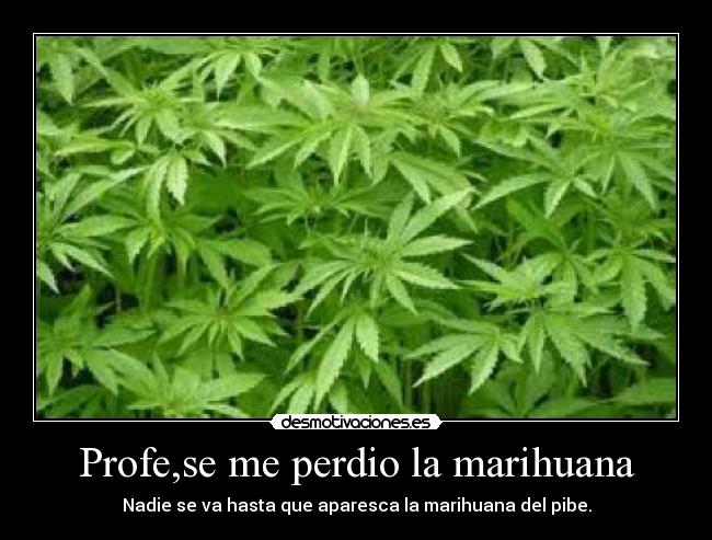 Profe,se me perdio la marihuana -