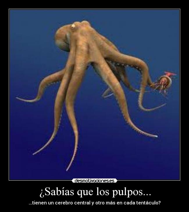 ¿Sabías que los pulpos... - ...tienen un cerebro central y otro más en cada tentáculo?