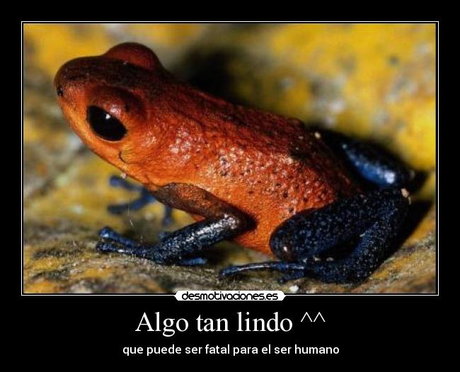 Algo tan lindo ^^ - que puede ser fatal para el ser humano