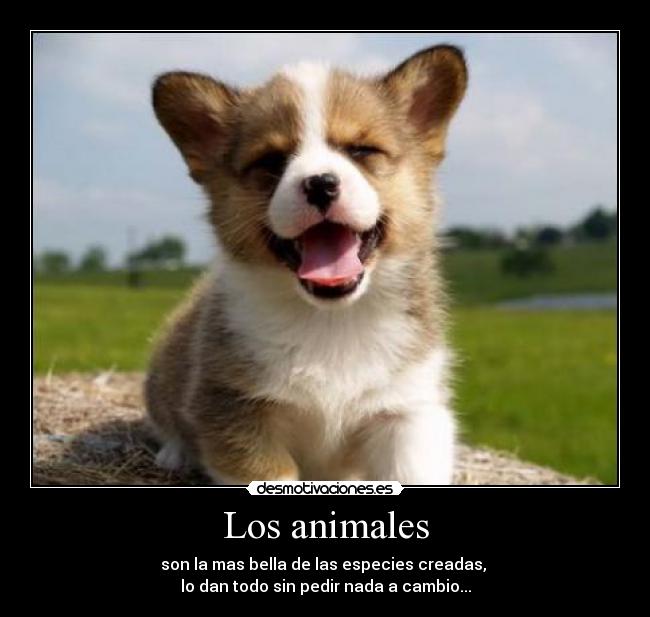 Los animales - 