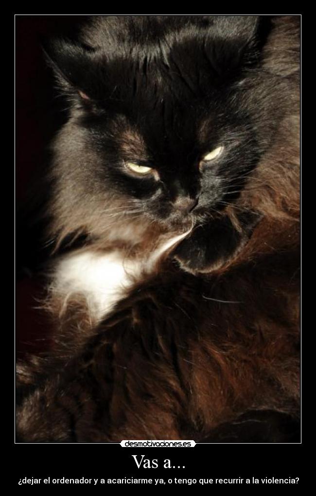 carteles gato serio violencia ordenador acariciar recurrir risa marron peludo desmotivaciones