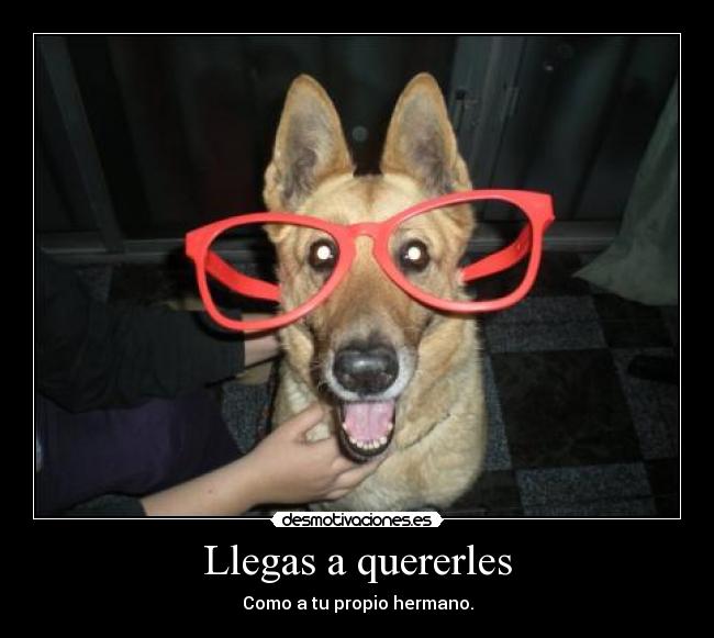 Llegas a quererles -