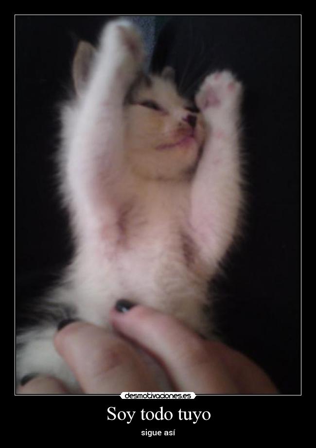 carteles gatosdisfrutando panza desmotivaciones