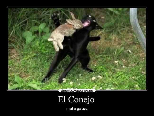 El Conejo - mata gatos.
