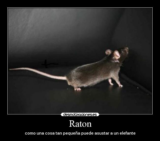 Raton - como una cosa tan pequeña puede asustar a un elefante