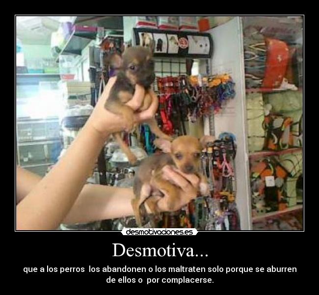 Desmotiva... - que a los perros  los abandonen o los maltraten solo porque se aburren
de ellos o  por complacerse.