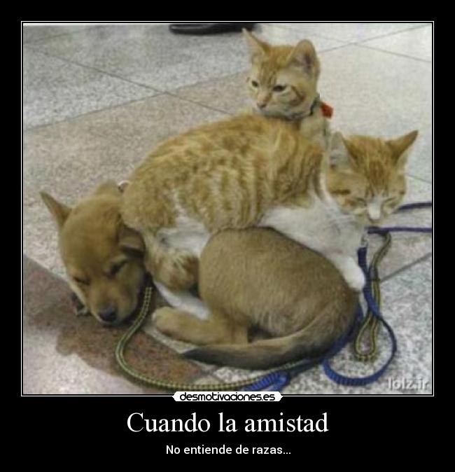 Cuando la amistad - No entiende de razas...