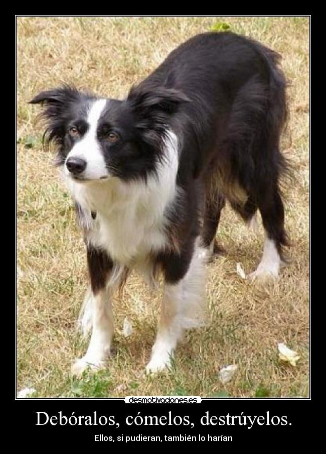 Debóralos, cómelos, destrúyelos. -