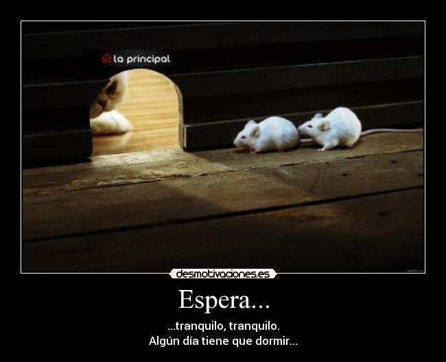 carteles ratones ratas gatosblanco blancas casita principal pared walt_k desmotivaciones