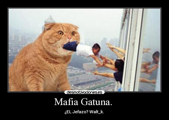 Mafia Gatuna.  - 