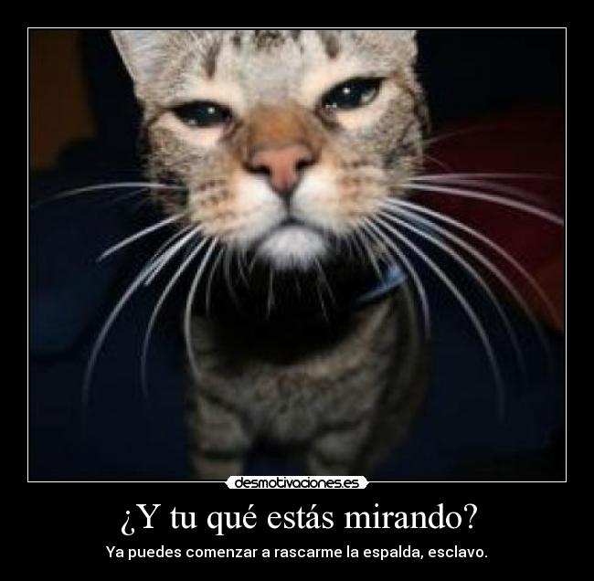 ¿Y tu qué estás mirando? - Ya puedes comenzar a rascarme la espalda, esclavo.