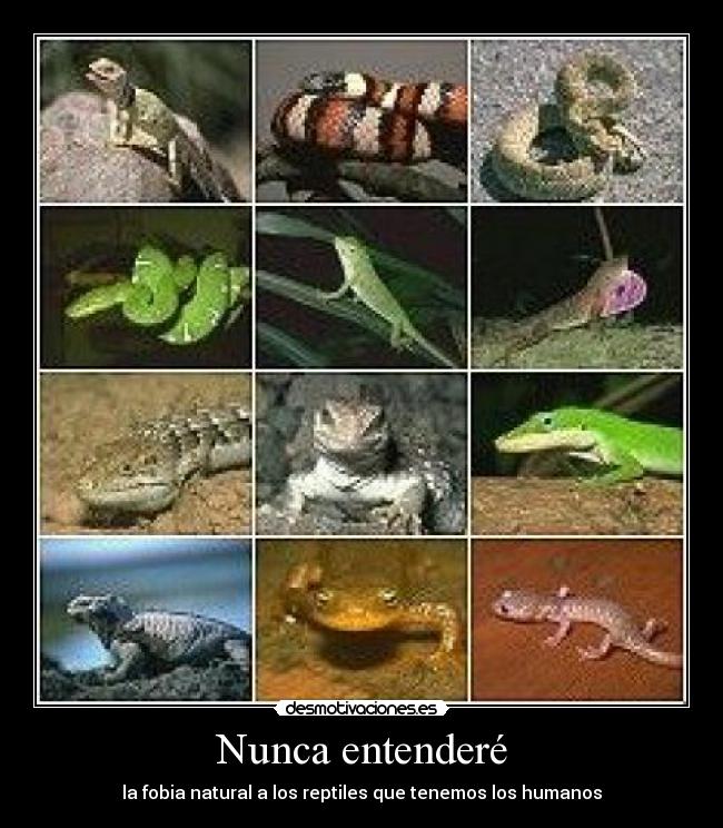 Nunca entenderé - la fobia natural a los reptiles que tenemos los humanos