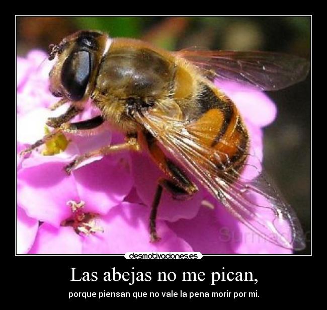Las abejas no me pican, -