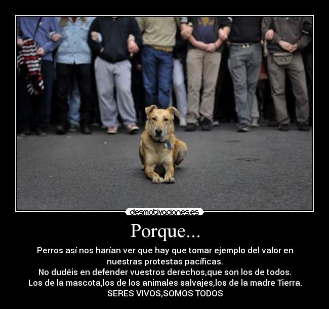 Porque... - Perros así nos harían ver que hay que tomar ejemplo del valor en
nuestras protestas pacíficas.
No dudéis en defender vuestros derechos,que son los de todos.
Los de la mascota,los de los animales salvajes,los de la madre Tierra.
SERES VIVOS,SOMOS TODOS