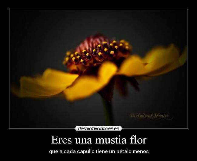 Eres una mustia flor - 