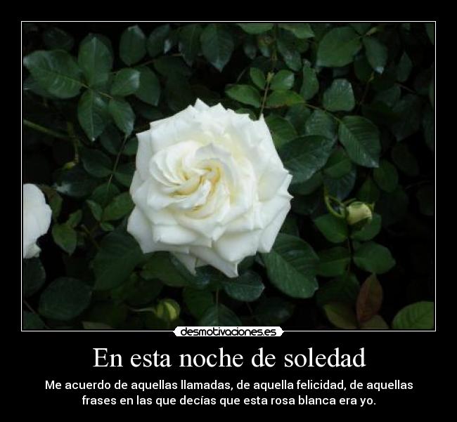 En esta noche de soledad - Me acuerdo de aquellas llamadas, de aquella felicidad, de aquellas
frases en las que decías que esta rosa blanca era yo.