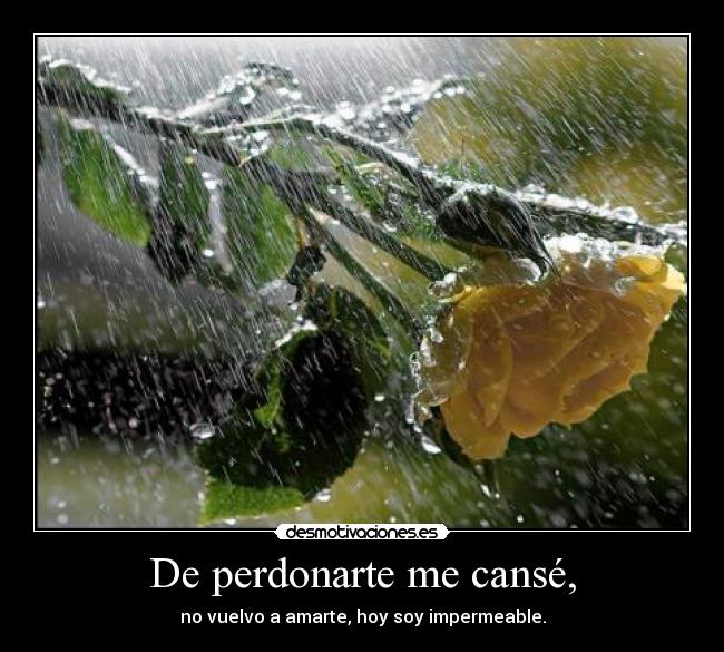 De perdonarte me cansé, - no vuelvo a amarte, hoy soy impermeable.