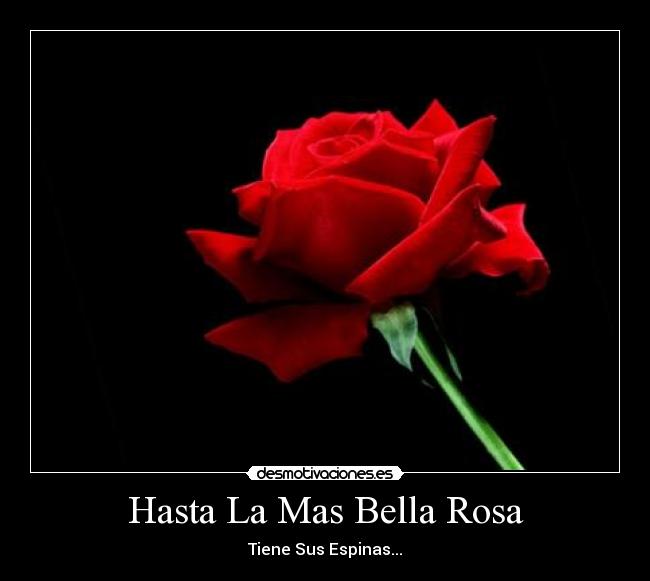 Hasta La Mas Bella Rosa -