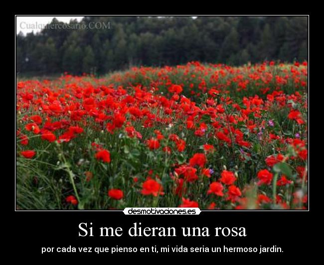 Si me dieran una rosa - por cada vez que pienso en ti, mi vida seria un hermoso jardin.
