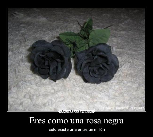 Eres como una rosa negra - solo existe una entre un millón