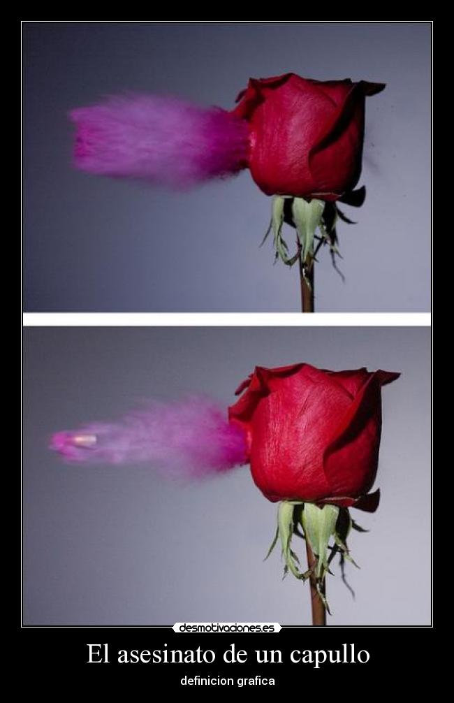 El asesinato de un capullo - definicion grafica